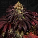 Stracciatella (T.H.Seeds) Femminizzata