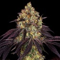 Stracciatella (T.H.Seeds) Femminizzata