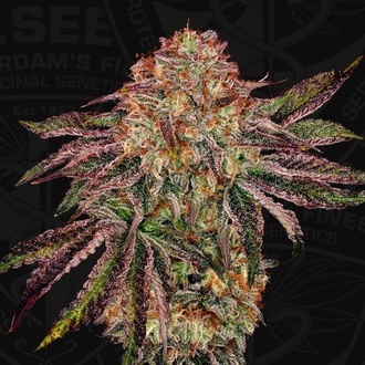 BubbleGummieZ (T.H. Seeds) Femminizzata