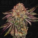BubbleGummieZ (T.H. Seeds) Femminizzata