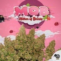 MOB (T.H. Seeds) Femminizzata
