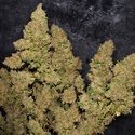 MOB (T.H. Seeds) Femminizzata