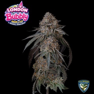 London Bubbly (T.H.Seeds) Femminizzata