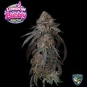 London Bubbly (T.H.Seeds) Femminizzata