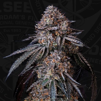 London Bubbly (T.H.Seeds) Femminizzata