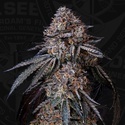 London Bubbly (T.H.Seeds) Femminizzata