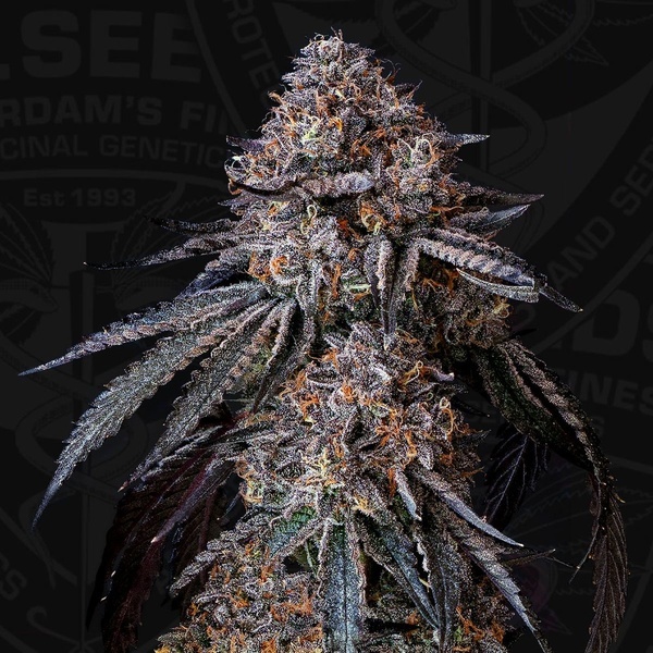 London Bubbly (T.H.Seeds) Femminizzata