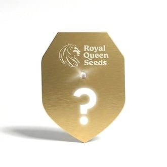 Semi Misteriosi F1 Femminizzati 1 (Royal Queen Seeds)