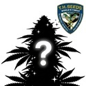 Semi Misteriosi Autofiorenti 2 (T.H. Seeds)