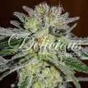 Northern Light Blue (Delicious Seeds) femminizzata