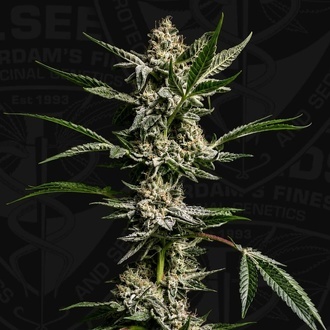 FireGum (T.H.Seeds) femminizzata
