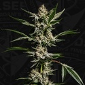 FireGum (T.H.Seeds) femminizzata