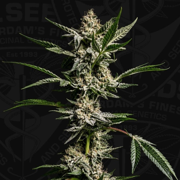 FireGum (T.H.Seeds) femminizzata