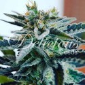 Sugar Black Rose (Delicious Seeds) femminizzata