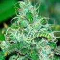 Fruity Chronic Juice (Delicious Seeds) femminizzati