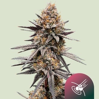 Gravity Berry F1 (Royal Queen Seeds) Femminizzata