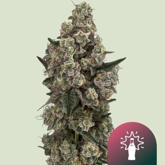 Supersoda F1 (Royal Queen Seeds) Femminizzata