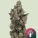 Supersoda F1 (Royal Queen Seeds) Femminizzata