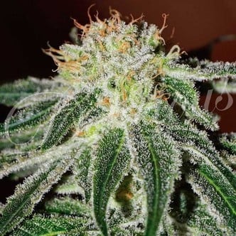 Black Russian (Delicious Seeds) femminizzati