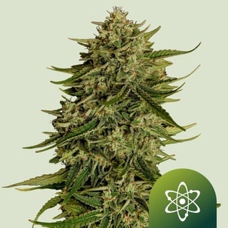 Quantum Terp F1 Auto (Royal Queen Seeds) Femminizzata