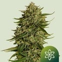 Quantum Terp F1 Auto (Royal Queen Seeds) Femminizzata