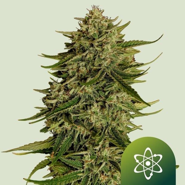 Quantum Terp F1 Auto (Royal Queen Seeds) Femminizzata