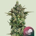 Dark Matter Cake F1 (Royal Queen Seeds) Femminizzata