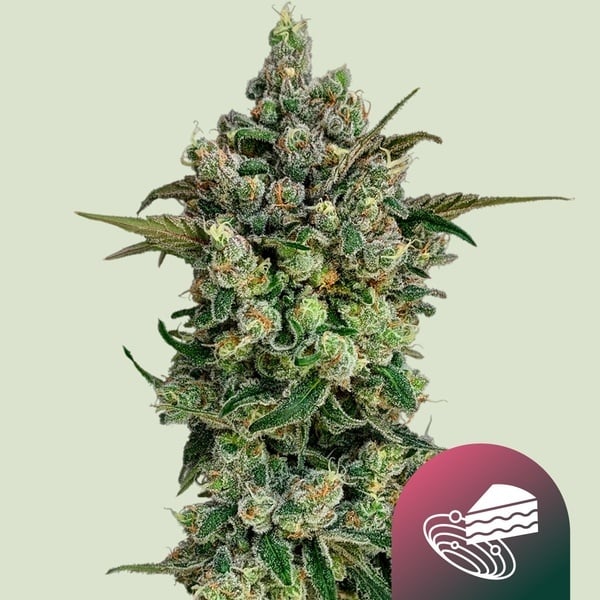 Dark Matter Cake F1 (Royal Queen Seeds) Femminizzata