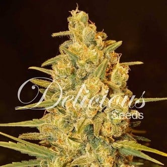 Critical Sensi Star (Delicious Seeds) femminizzati