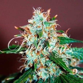 Critical Neville Haze 2.0 (Delicious Seeds) femminizzati