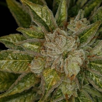 MK-Ultra (T.H. Seeds) femminizzata