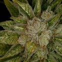 MK-Ultra (T.H.Seeds) femminizzata