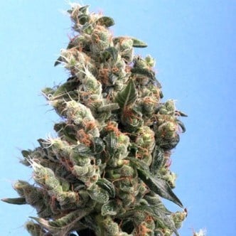 Kushage (T.H. Seeds) femminizzati