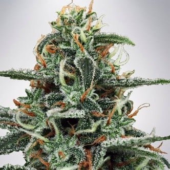 White Widow (Ministry of Cannabis) femminilizzata