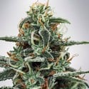 White Widow (Ministry of Cannabis) femminilizzata