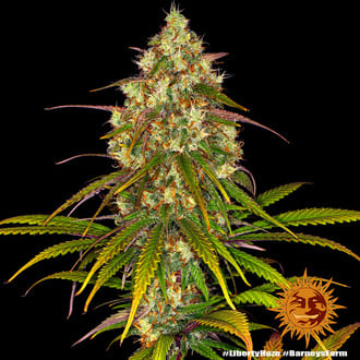Liberty Haze (Barney's Farm) femminizzata
