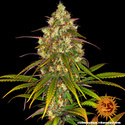 Liberty Haze (Barney's Farm) femminizzata