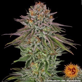 Critical Kush (Barney's Farm) femminizzata