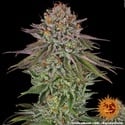 Critical Kush (Barney's Farm) femminizzata