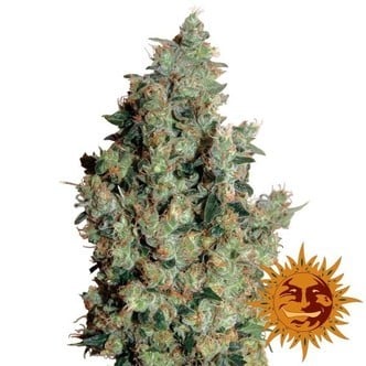 Tangerine Dream (Barney's Farm) femminizzata