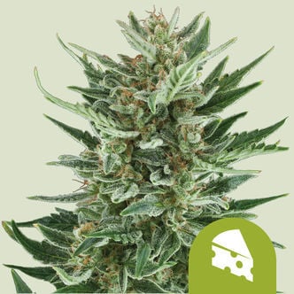 Royal Cheese Automatic (Royal Queen Seeds) femminizzata