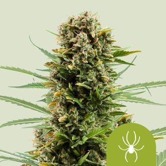 White Widow Automatic (Royal Queen Seeds) femminizzata