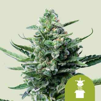 Royal Jack Automatic (Royal Queen Seeds) femminizzata