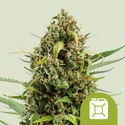 Diesel Automatic (Royal Queen Seeds) femminizzata