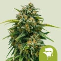 Sweet Skunk Automatic (Royal Queen Seeds) femminizzata