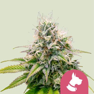 Kali Dog (Royal Queen Seeds) femminizzata