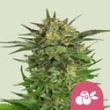 Haze Berry (Royal Queen Seeds) femminizzata