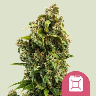 Sour Diesel (Royal Queen Seeds) femminizzata