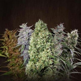 ACE Mix (ACE Seeds) femminizzata