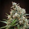 Nepal Jam (ACE Seeds) femminizzata